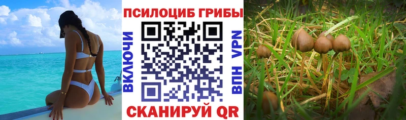 Псилоцибиновые грибы мухоморы  цены наркотик  Алдан 